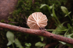 Marasmiellus alliiodorus