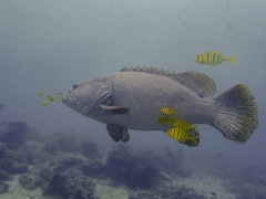 Epinephelus lanceolatus