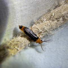 Zarhipis integripennis