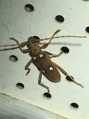 Eburia quadrigeminata