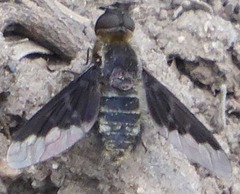 Hemipenthes morioides