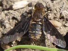 Hemipenthes edwardsii