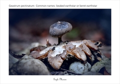 Geastrum pectinatum