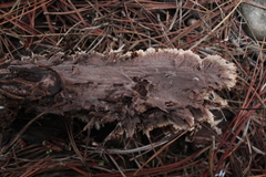 Thelephora terrestris