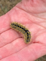 Lophocampa argentata