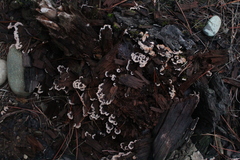 Thelephora terrestris