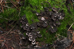 Thelephora terrestris