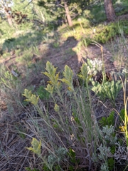 Castilleja flava