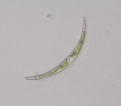 Closterium parvulum