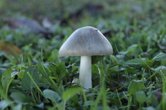 Volvopluteus gloiocephalus