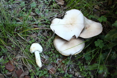 Agaricus xanthodermus