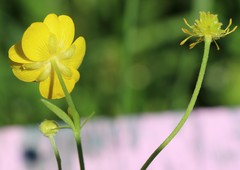 Ranunculus propinquus