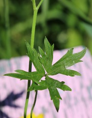 Ranunculus propinquus