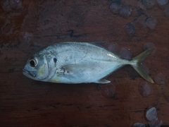 Caranx caninus