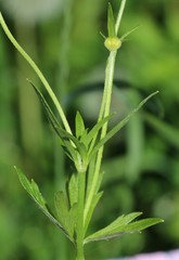 Ranunculus propinquus