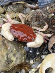 Lophopanopeus leucomanus