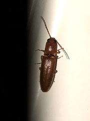 Athous cucullatus