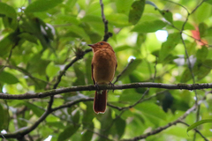 Rhytipterna holerythra