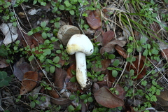 Agaricus xanthodermus