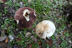 Agaricus xanthodermus
