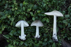 Volvopluteus gloiocephalus