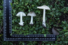 Volvopluteus gloiocephalus