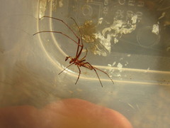 Tetragnatha dearmata