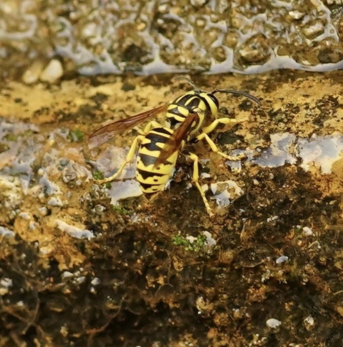 California Yellowjacket photo 5