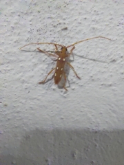 Eburodacrys triocellata