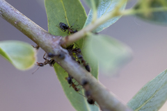 Liometopum occidentale