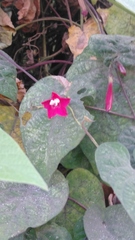 Ipomoea tubulata