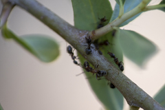 Liometopum occidentale