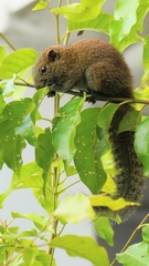 Callosciurus erythraeus