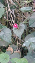 Ipomoea tubulata