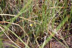 Utricularia ochroleuca