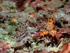 Cabangus regius