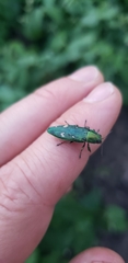 Buprestis langii