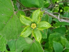 Gonolobus erianthus