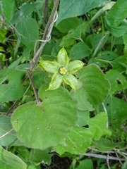 Gonolobus erianthus