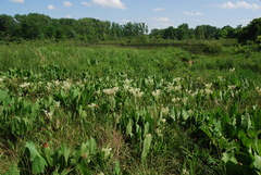 Silphium terebinthinaceum
