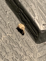 Conotrachelus seniculus