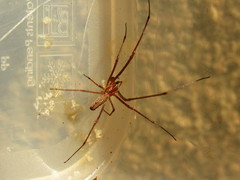 Tetragnatha dearmata