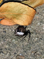 Euryopis funebris