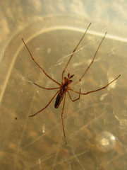 Tetragnatha dearmata