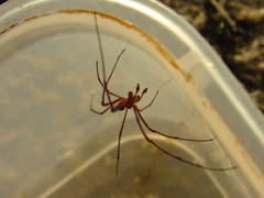 Tetragnatha dearmata