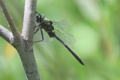 Somatochlora hudsonica