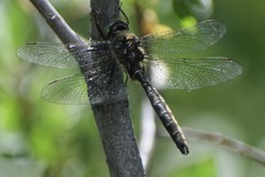 Somatochlora hudsonica