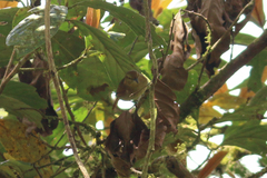 Thamnistes anabatinus