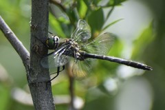 Somatochlora hudsonica