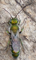 Hoplitis fulgida